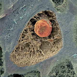 Cartilage cell