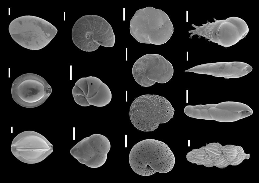 Foraminifera from up to 35 000 years ago. Read more in Facts.