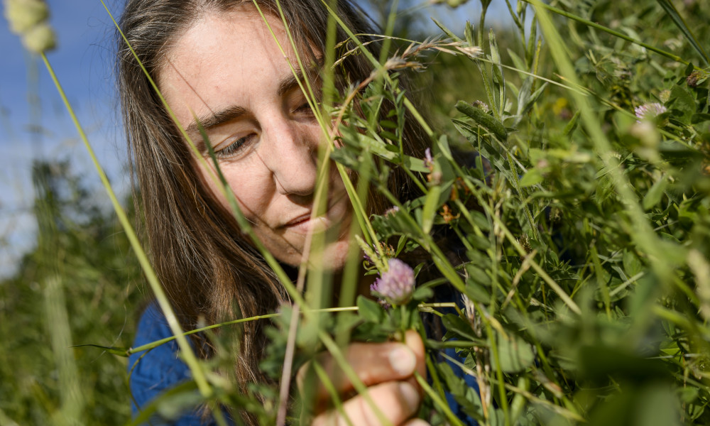 Anna Persson, post doc at the Centre for Environmental and Climate Research, sees a future in urban meadows.