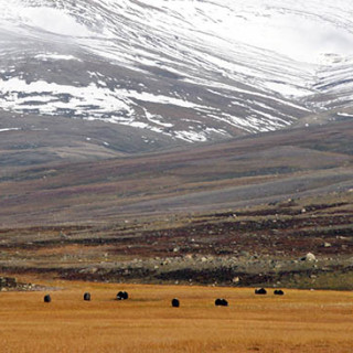 Grazing musk oxen on the Arctic tundra