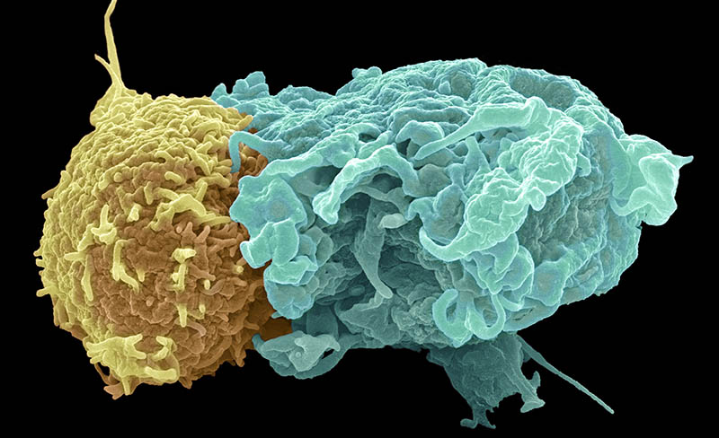 T-lymphocytes recognise a foreign substance, an antigen, on the surface of foreign or infected cells. When the T-lymphocyte and antigen connect, the T-cell releases substances that kill the cell. On a virus-infected host cell, the antigen is made up of an MHC molecule and attendant virus protein.