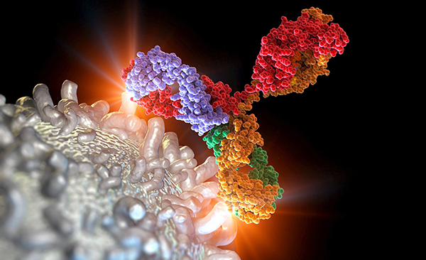 Computer artwork of an antibody or immunoglobulin molecule attacking a leukaemia white blood cell.