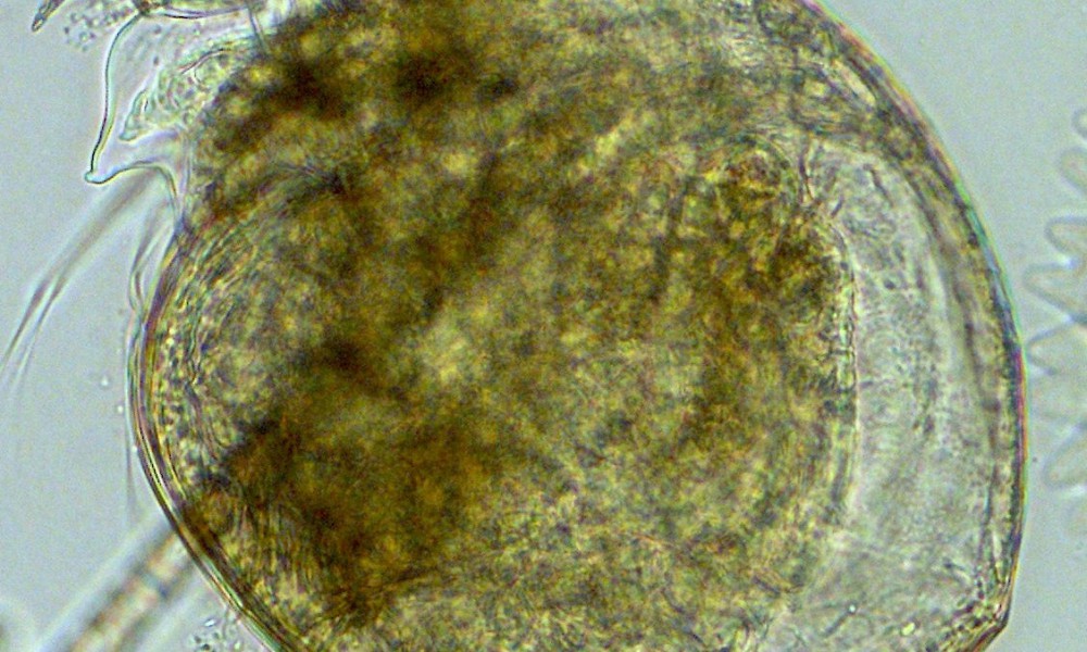 Chydorus sphaeicus, a zooplankton