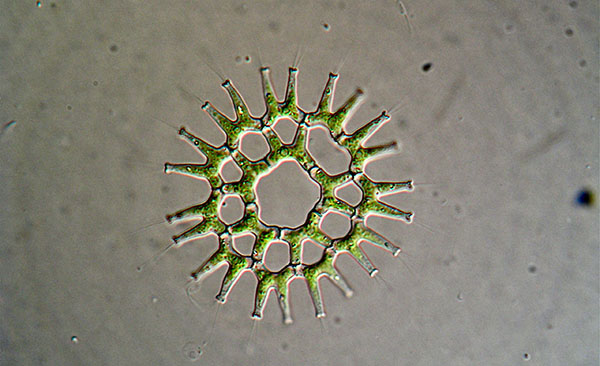 A colony of the green algae Pediastrum duplex