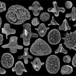 Pollen grain coats from the end of the dinosaur era. Read more in Facts.