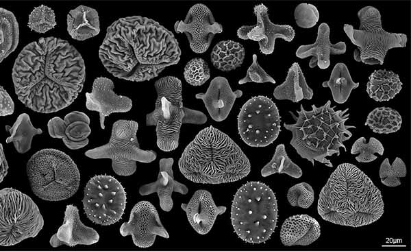 Pollen grain coats from the end of the dinosaur era. Read more in Facts.