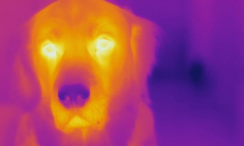 Heat emitting dog