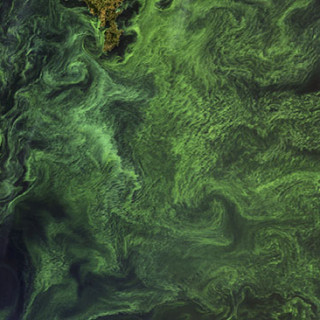 A bloom of cyanobacteria in the central Baltic