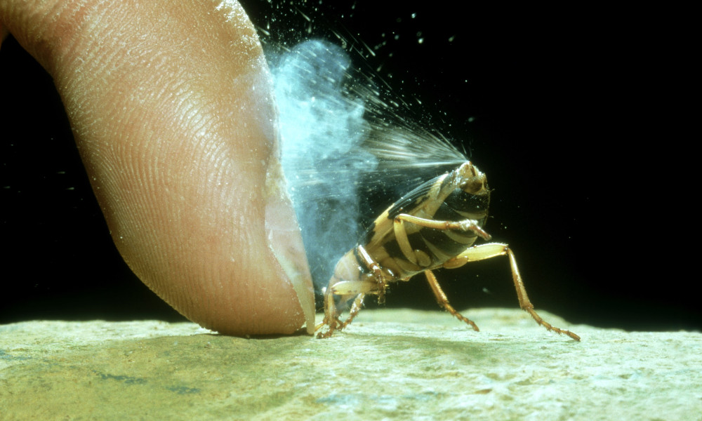 Bombardier beetle (Pheropsophus jessoensis) in defensive posture spraying. Courtesy: www.swedishbiomimetics3000.com