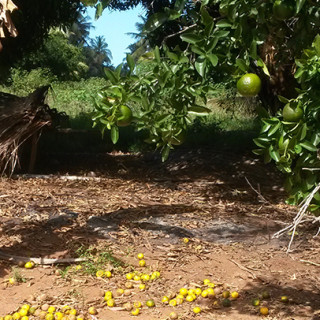 Tangerines in Inhambane (500 kilometres north of Maputo). Tangerines, are difficult to preserve using traditional sun drying methods.