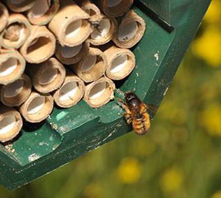 Solitary bee (Osmia bicornis) female returning to the nest, filled with tubes where she builds brood cells. Photo: Morgan Boch